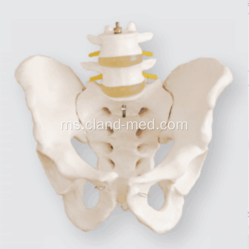 Pelvis Saiz Hidup dengan Vertebra Lumbar 2pcs